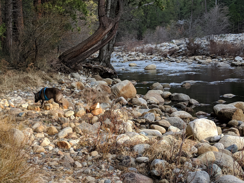 Illustration for article titled Toby in Yosemite